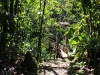11-foret-tropicale